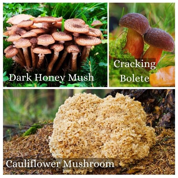 Collage of common mushrooms in Hessen, Germany