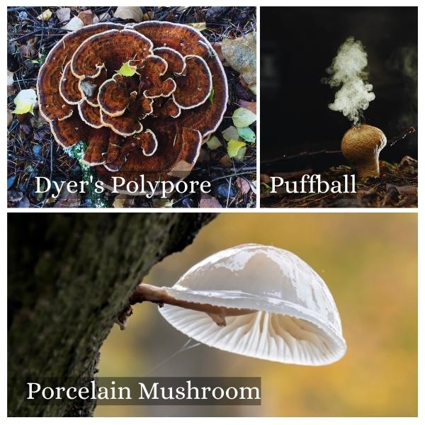 Collage of common mushrooms in Lower Saxony, Germany.