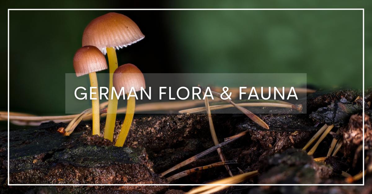 Wild mushrooms Flora and Fauna of the German regions