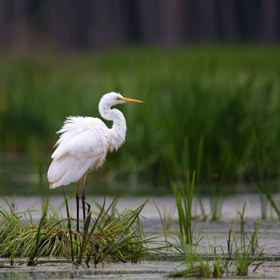 Great Egret Bird