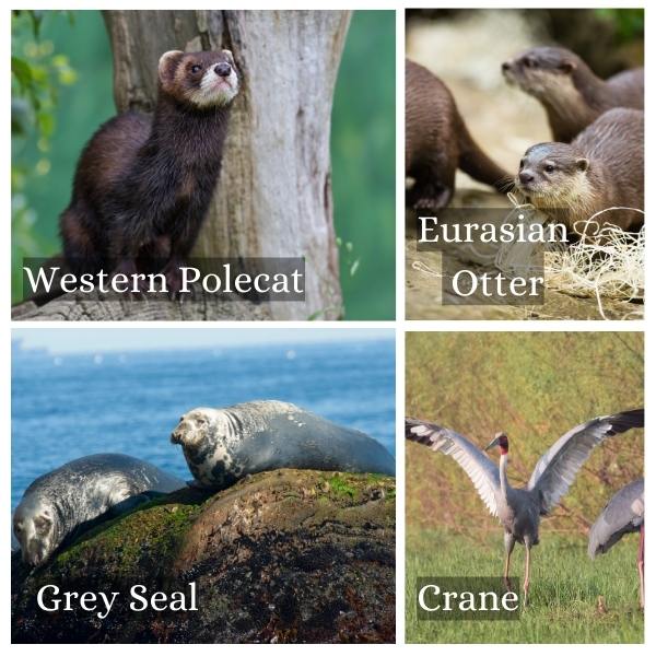 Collage of common animals in Hamburg, Germany Collage of common animals of Hamburg, Germany