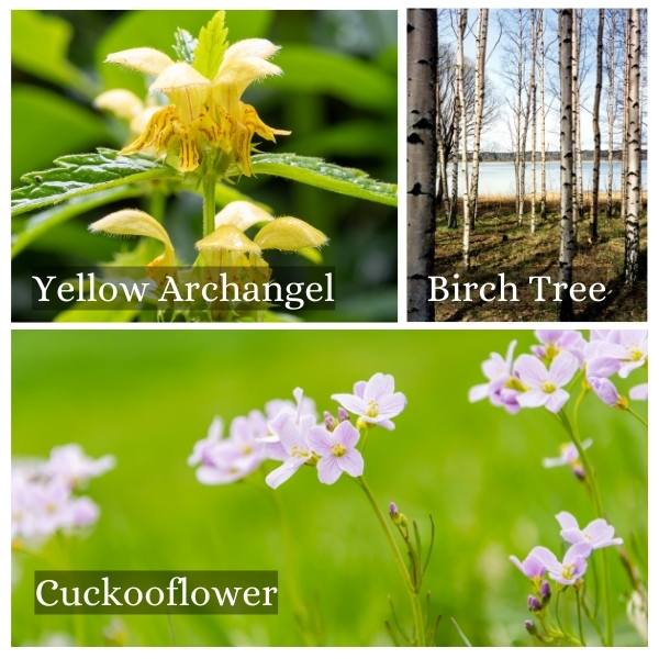Collage of common flora and trees in Hamburg, Germany Collage of common flora and trees in Hamburg, Germany