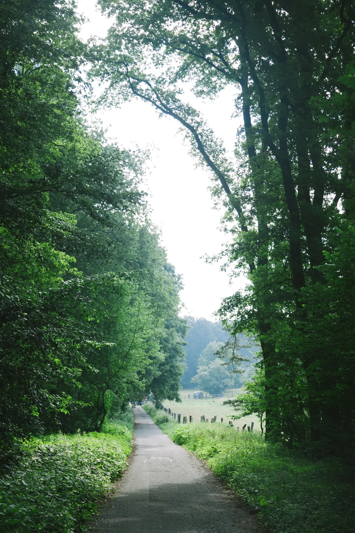 Path through the trees and grass in Hamburg