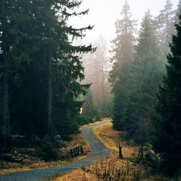 Dense Harz Forest Dense forest with winding gravel path