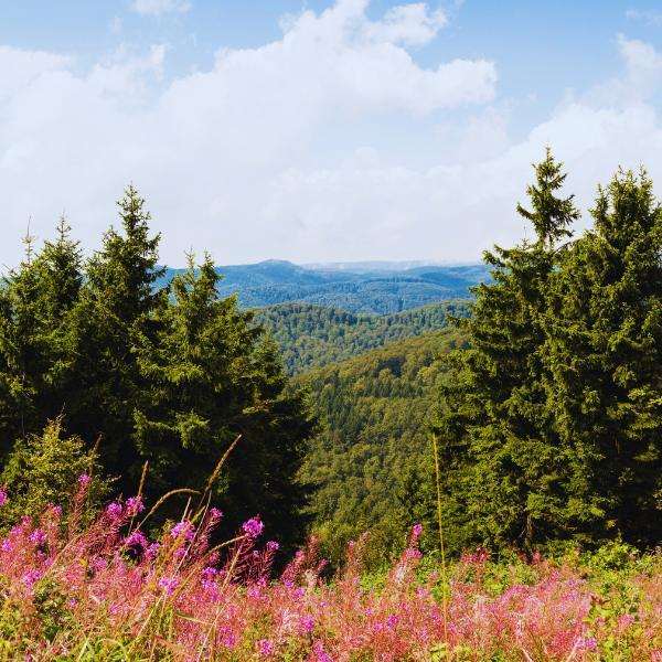 Harz Mountains in Lower Saxony, Germany Harz Mountains in Lower Saxony, Germany