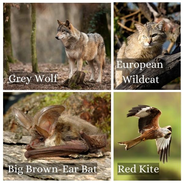 Collage of common animals in Hessen, Germany Collage of common animals in Hessen, Germany