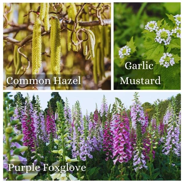 Collage of common flora and trees in Hessen Germany Collage of common flora and trees in Hesse Germany