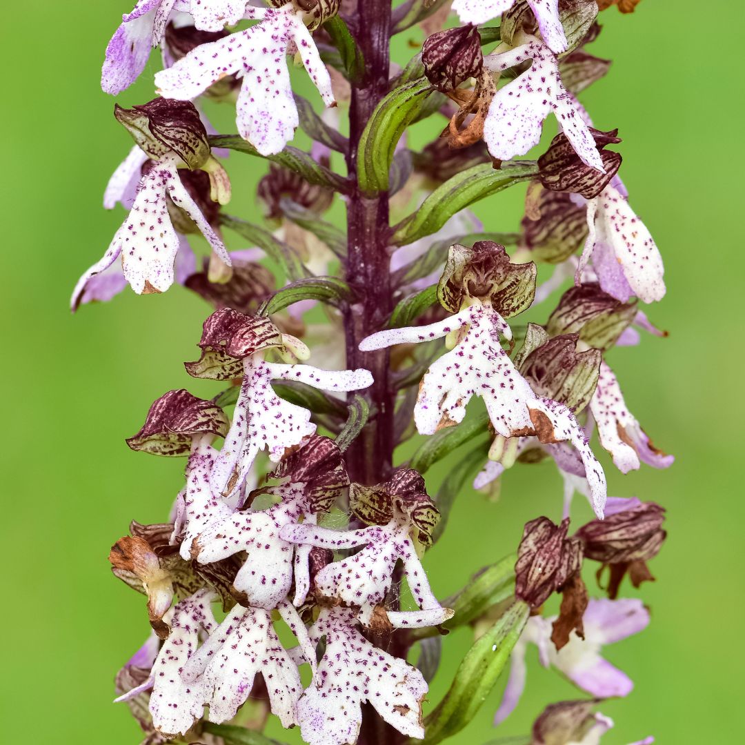 Lady Orchid