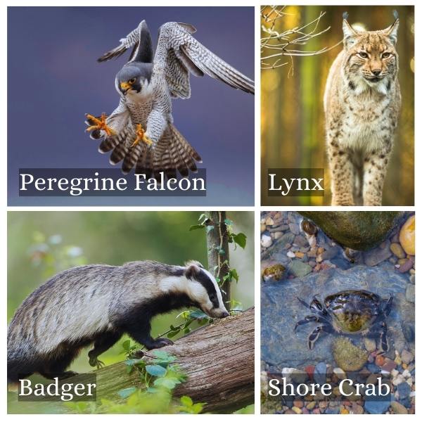 Collage of common animals in Lower Saxony, Germany. Collage of common animals in Lower Saxony, Germany.
