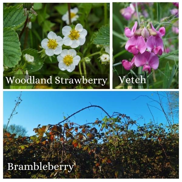 Collage of common flora and trees in Lower Saxony, Germany. Collage of common flora and trees in Lower Saxony, Germany.