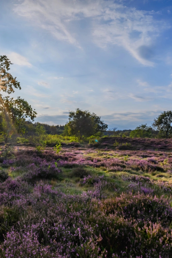 Luneburg heath