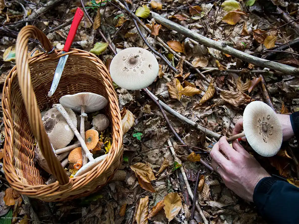 Person harvesting mushrooms in a forest, with a wicker basket containing mushrooms and a red knife placed nearby on the forest floor.