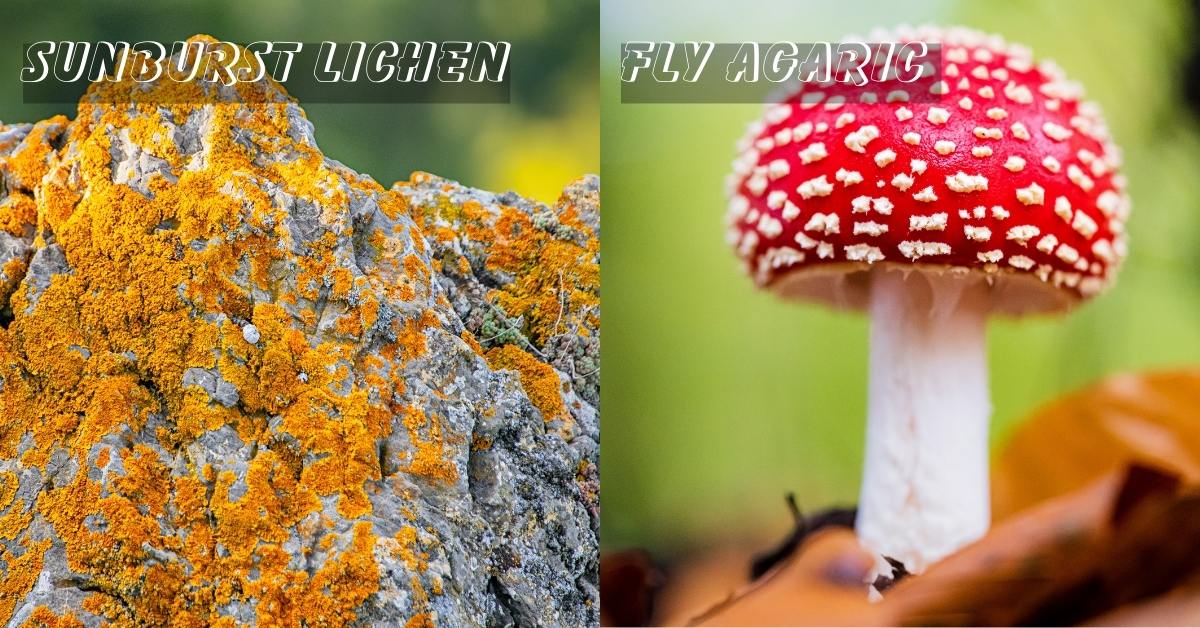 The two most common national mushrooms in Germany National mushrooms of Germany