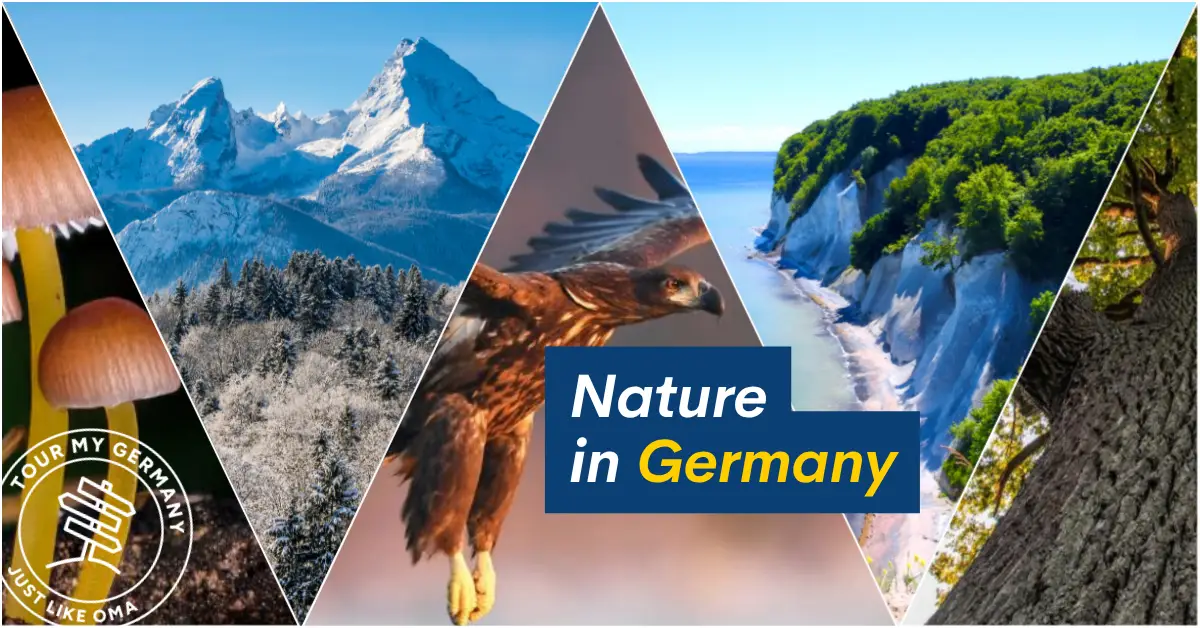 Collage showcasing Germany's natural beauty: mushrooms, snow-covered mountains, an eagle in flight, chalk cliffs on the Baltic coast, and dense forest trees.