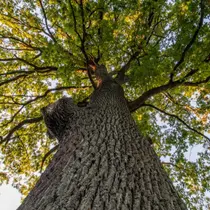 Dramatic upward view of a towering tree with rough bark and vibrant green leaves glowing in the sunlight, symbolizing Germany’s rich natural landscapes and ancient forests.