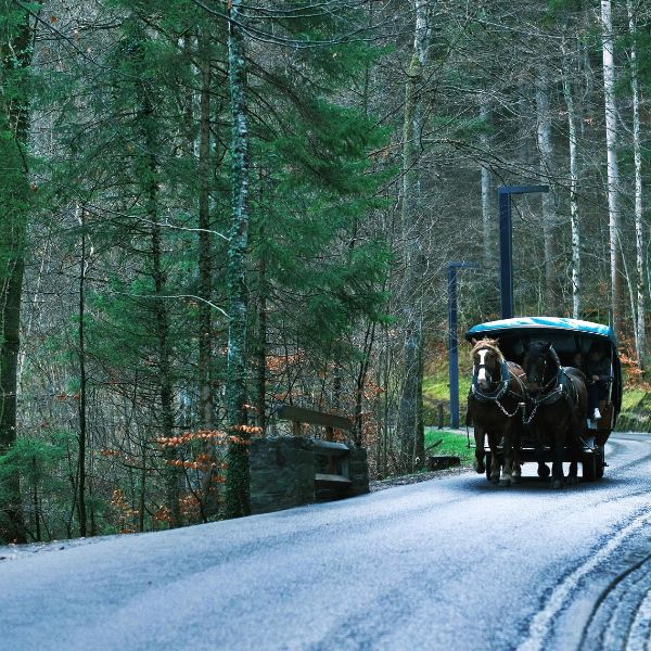 horse drawn carriage in the forest