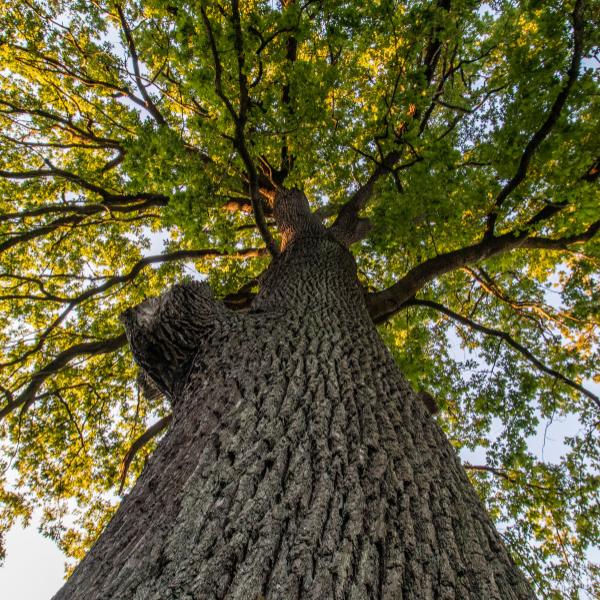 Germany's National Tree: The mighty Oak! Oak tree : Germany's national tree
