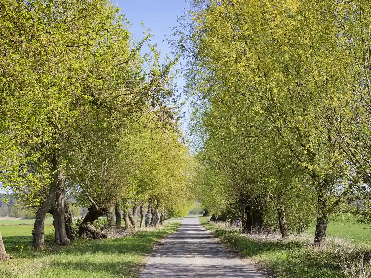 Tree-lined farm track in the Oderbruch lowlands, eastern Brandenburg nature spot perfect for cycling.