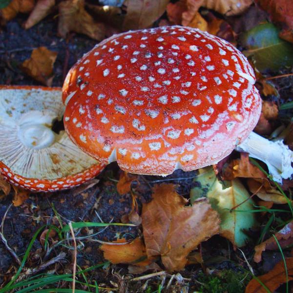Oma's photo of a Fly Agaric mushroom Oma's photo of a Fly Agaric mushroom