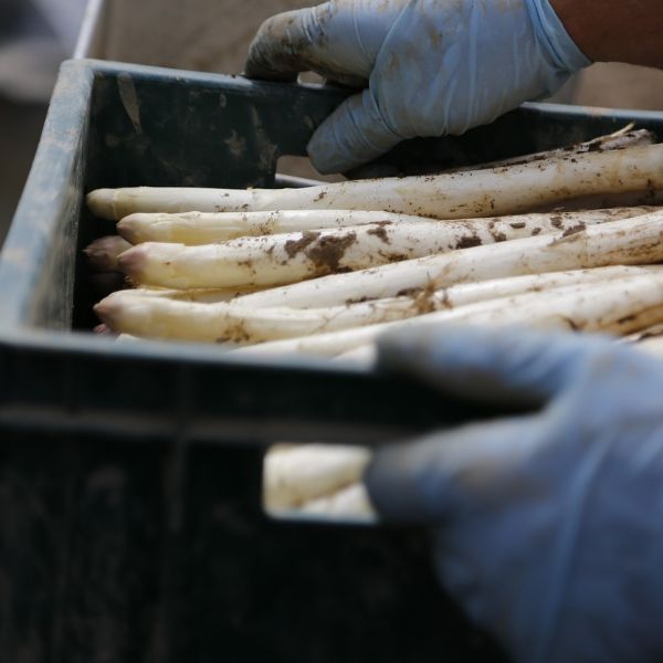 Festivals in Germany Popular drink and food festivals