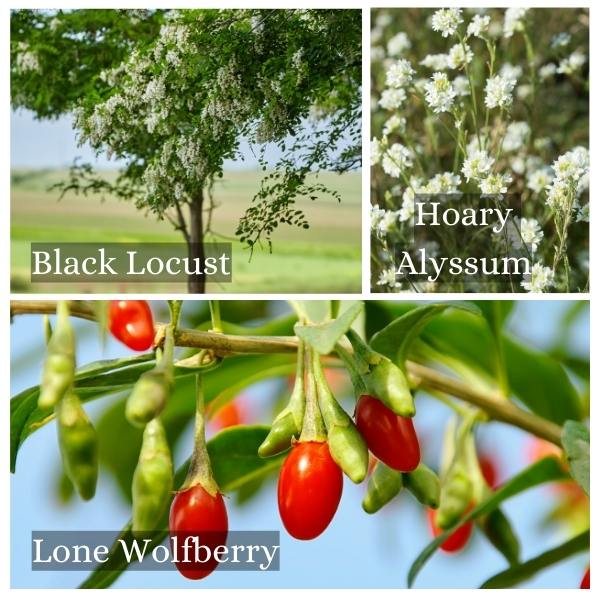 Collage of common flora and trees in Berlin, Germany Collage of common flora and trees in Berlin, Germany