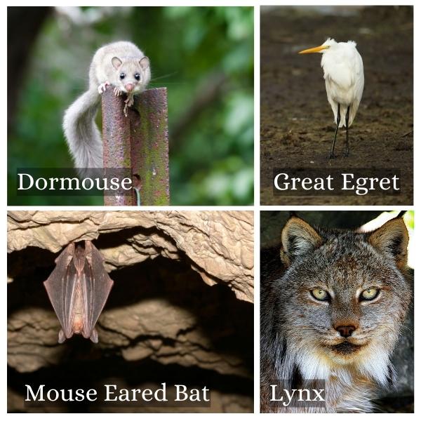 Collage of common animals found in Saarland, Germany Collage of common animals found in Saarland, Germany