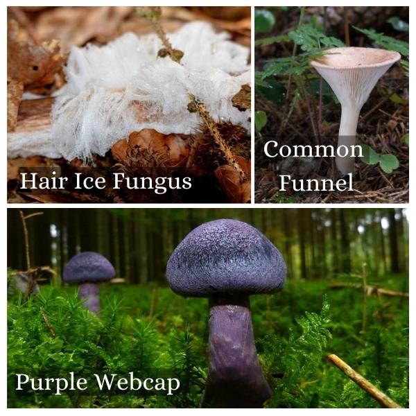 Collage of common mushrooms found in Saarland, Germany. Collage of common mushrooms found in Saarland, Germany.