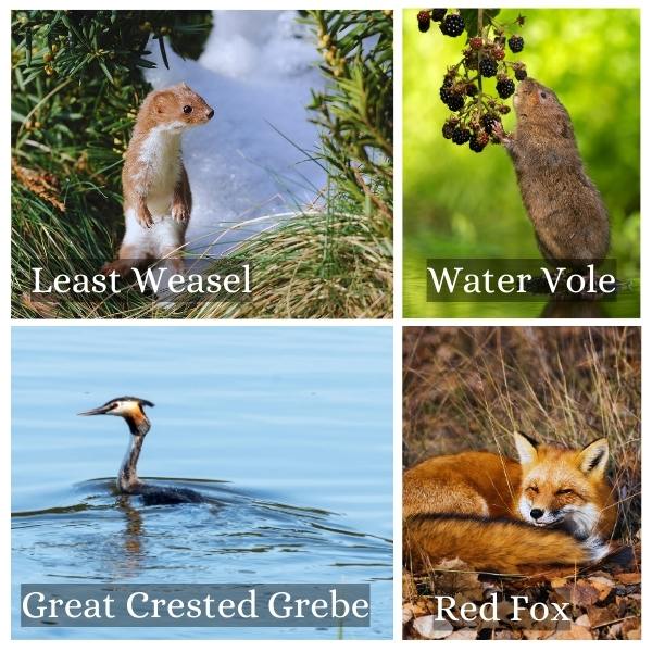 Collage of the animals in Saxony Anhalt, Germany Collage of the animals in Saxony Anhalt, Germany
