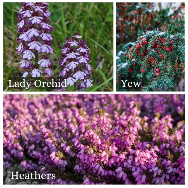 Collage of common flora of Saxony Anhalt, Germany