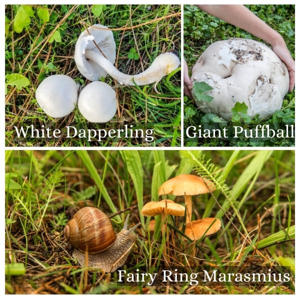Collage of common mushrooms of Saxony Anhalt, Germany