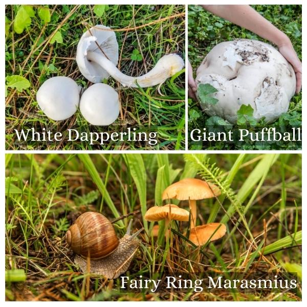 Collage of common mushrooms of Saxony Anhalt, Germany Collage of common mushrooms of Saxony Anhalt, Germany