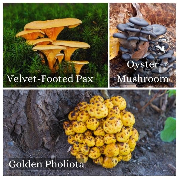 Collage of common mushrooms in Saxony, Germany