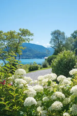White hydrangeas in the foreground with a view of a lake and mountains in the background under a clear blue sky.