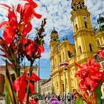 Theatinerkirche in Munich with its yellow baroque facade, captured behind bright red flowers and a partly cloudy sky