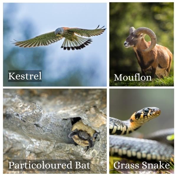 Collage of common animals in Thuringia, Germany. Collage of common animals in Thuringia, Germany.
