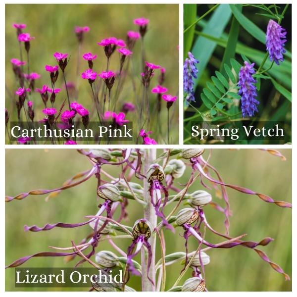 Collage of common flora and trees in Thuringia, Germany. Collage of common flora and trees in Thuringia, Germany.