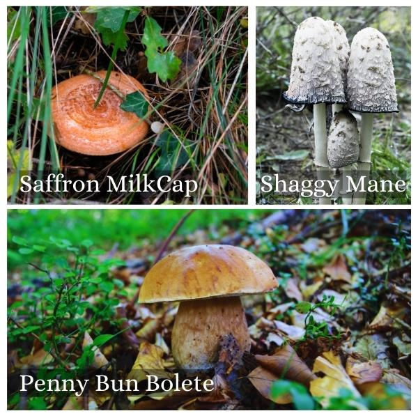 Collage of common mushrooms in Thuringia, Germany.