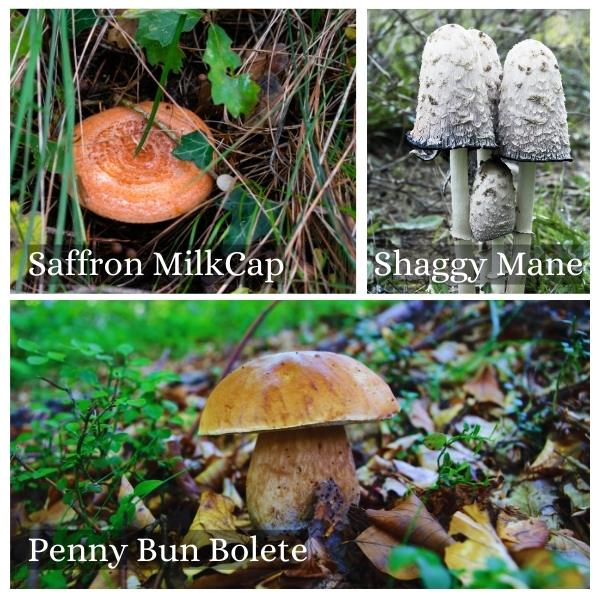 Collage of common mushrooms in Thuringia, Germany. Collage of common mushrooms in Thuringia, Germany.