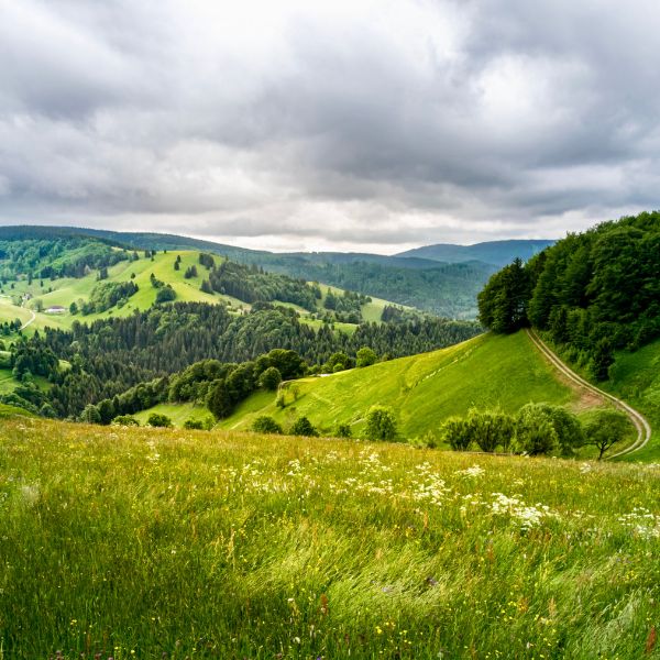 Rolling green meadows in the Black Forest