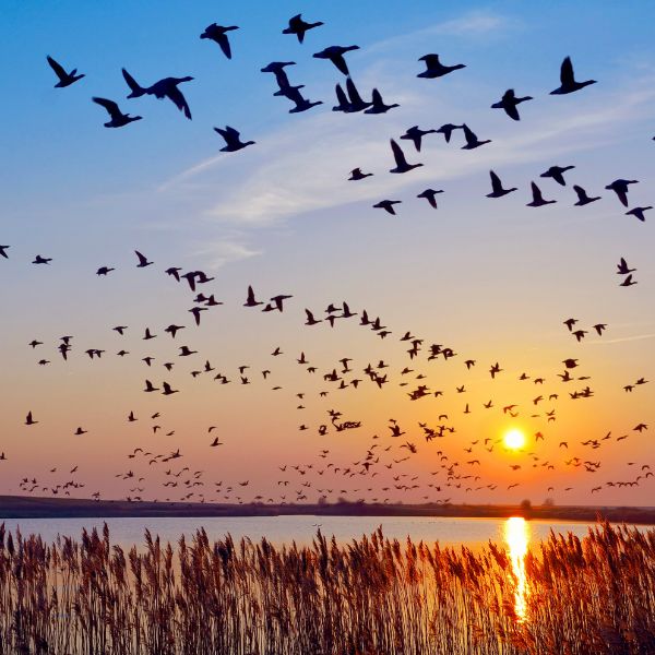 Birds flying over Wadden Sea at Sunset