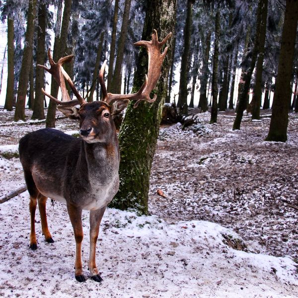 Deer in the woods during winter