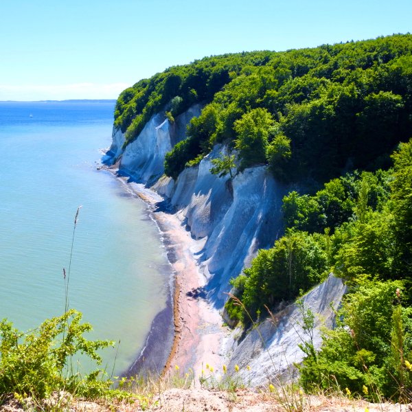 White cliffs and trees by the sea