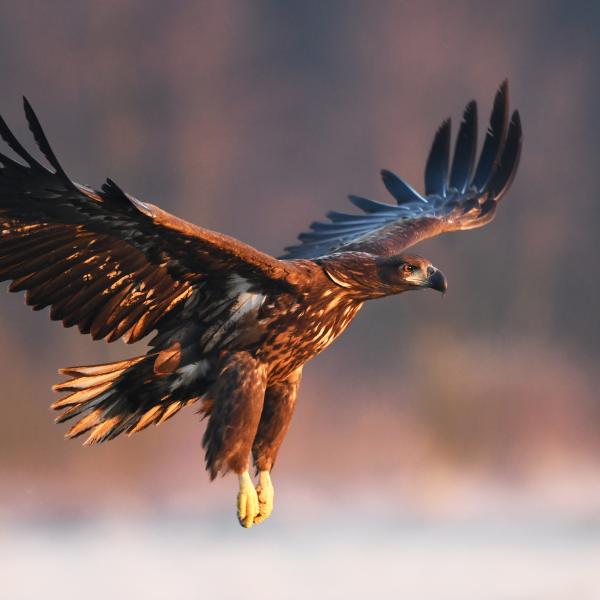 Germany's National Animal: the Eagle