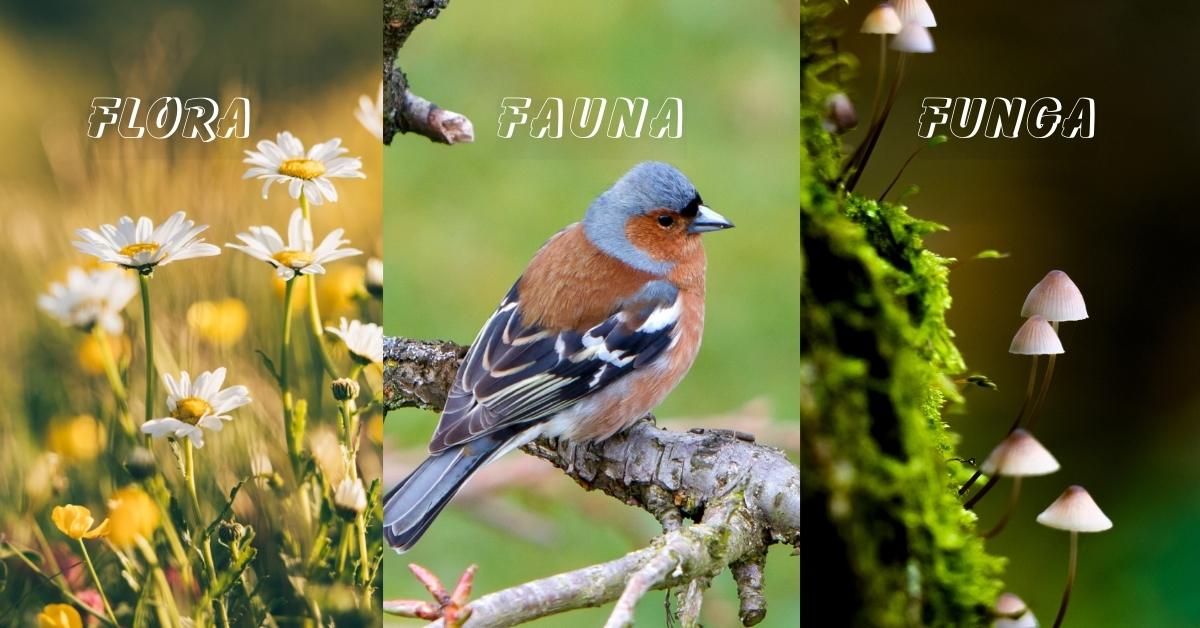 Flora, Fauna and Funga collage