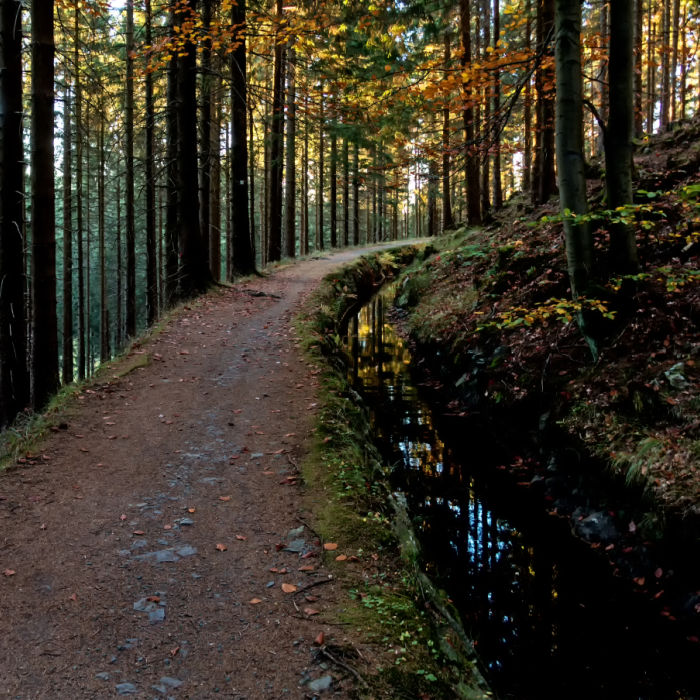 Hike through the Harz Mountains in Lower Saxony.