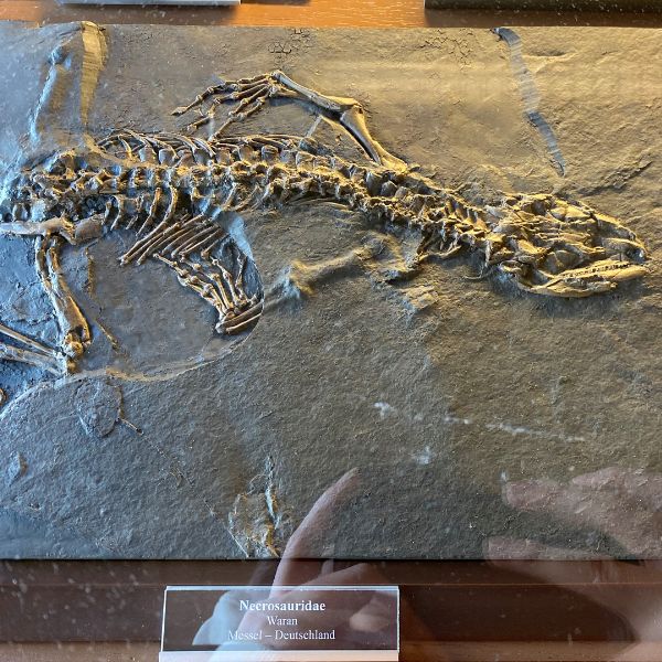 dinosaur fossil in grey stone in Messel Pit fossil, Germany