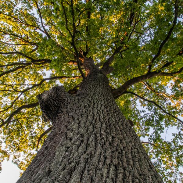 Oak tree : Germany's national tree
